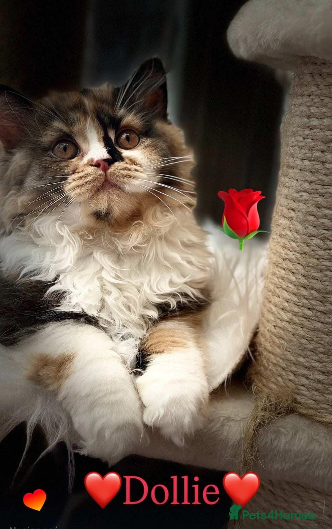 British Shorthair cats for sale: Beautiful Show Quality BLH Dollie ❤️❤️❤️ - Image 3