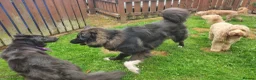 Caucasian Shepherd Dog dogs for sale: ***FERN RESCUE* 1 YR OLD CAUCASIAN SHEPARD in Glasgow - Advert 14