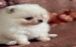 Pomeranian dogs for sale: Male Pomeranian  - Image 9