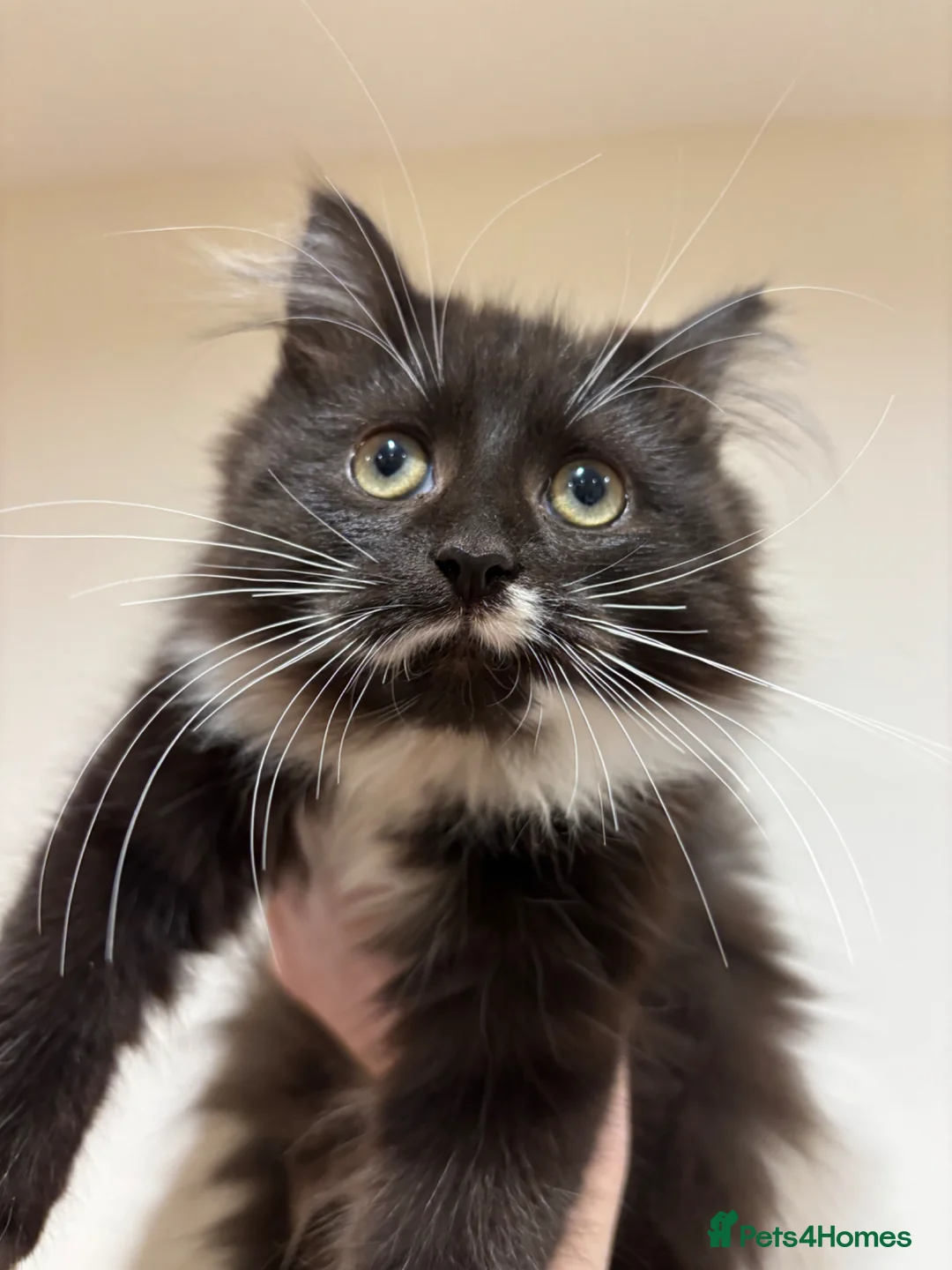 Mixed Breed cats for sale: Extremely fluffy super cute black and white kitten - Advert 1
