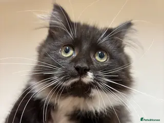 Mixed Breed cats black and white extremely fluffy tuxedo kitten - Advert 4