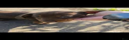 Miniature Dachshund dogs for sale: KC Miniature Dachshunds ready for forever homes - Advert 31