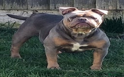 Olde English Bulldogge dogs for sale: Genetic Clear, Hip & Elbow Graded Breeding - Image 26