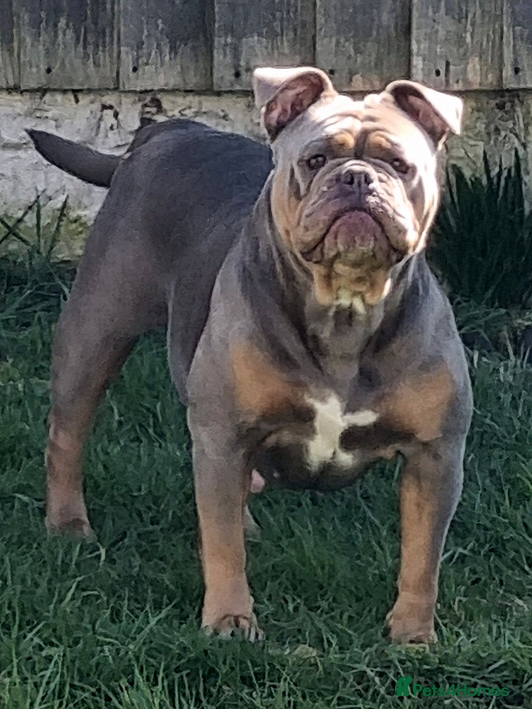 Olde English Bulldogge dogs for sale: Genetic Clear, Hip & Elbow Graded Breeding - Image 26