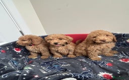 Cockapoo dogs for sale: 9 weeks old Cockapoo puppies  - Image 11