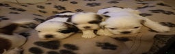 Shih Tzu dogs for sale: Shi zhi puppies for sale - Advert 1