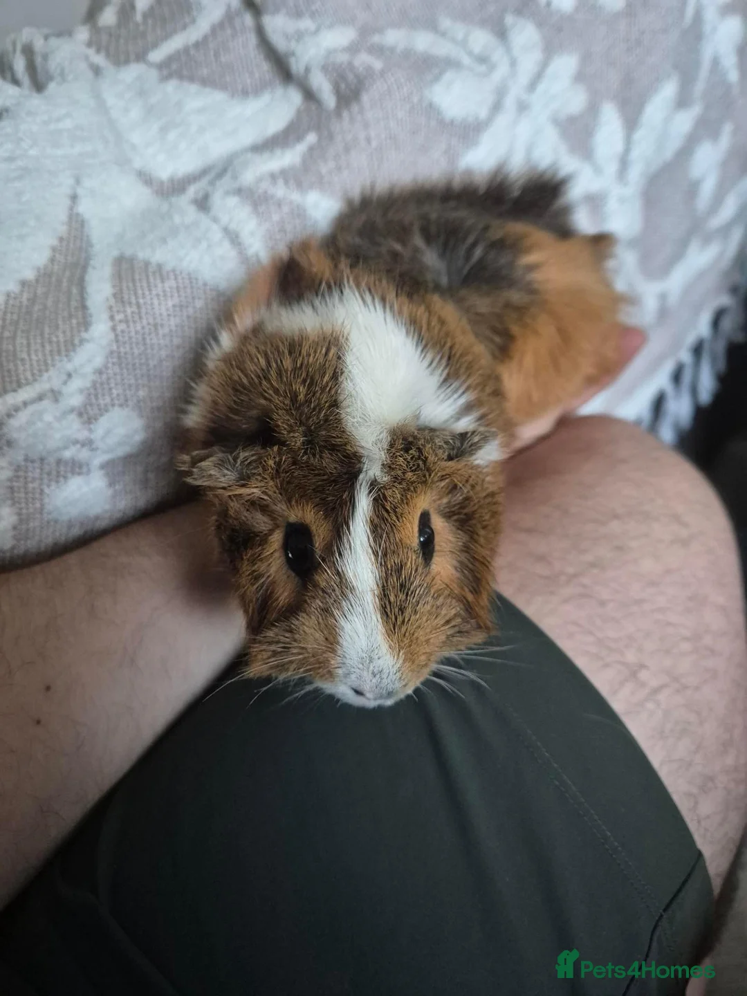 Guinea Pig rodents for sale: 2 x male guinea pigs  in Worthing - Advert 2