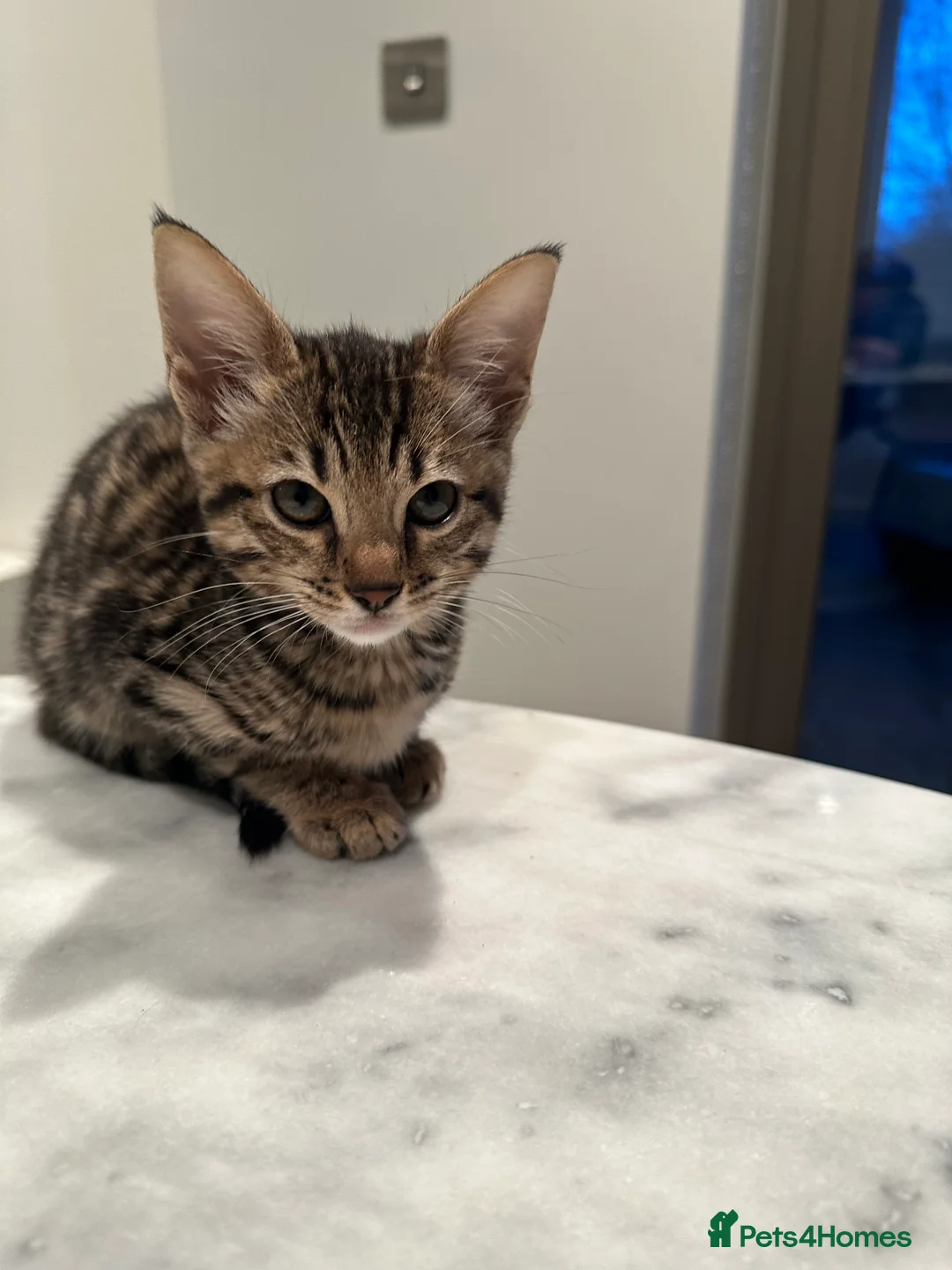 Bengal cats for sale: Sepia Bengal X Savannah kittens Extremely rare  - Advert 13