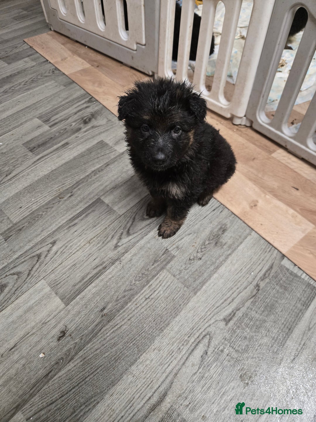 German Shepherd dogs for sale: German shepherd pups  - Advert 4