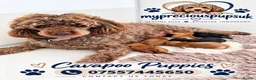 Cavapoo dogs for sale: F1 health tested mini cavapoos  - Advert 2