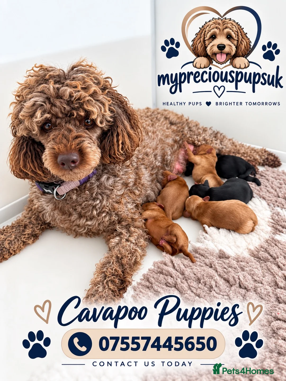 Cavapoo dogs for sale: F1 health tested mini cavapoos  - Advert 2