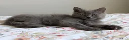 British Shorthair cats for sale: 💙Gorgeous British Shorthair / Longhair Kittens 💙 - Advert 8