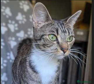 Mixed Breed cats Smittens Looking for new home - Advert 3