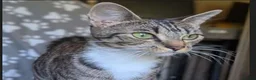 Mixed Breed cats for adoption: Smittens Looking for new home - Advert 1