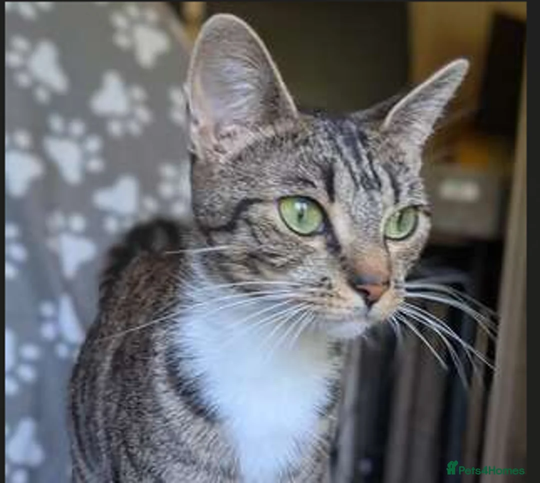Mixed Breed cats for adoption: Smittens Looking for new home - Advert 1