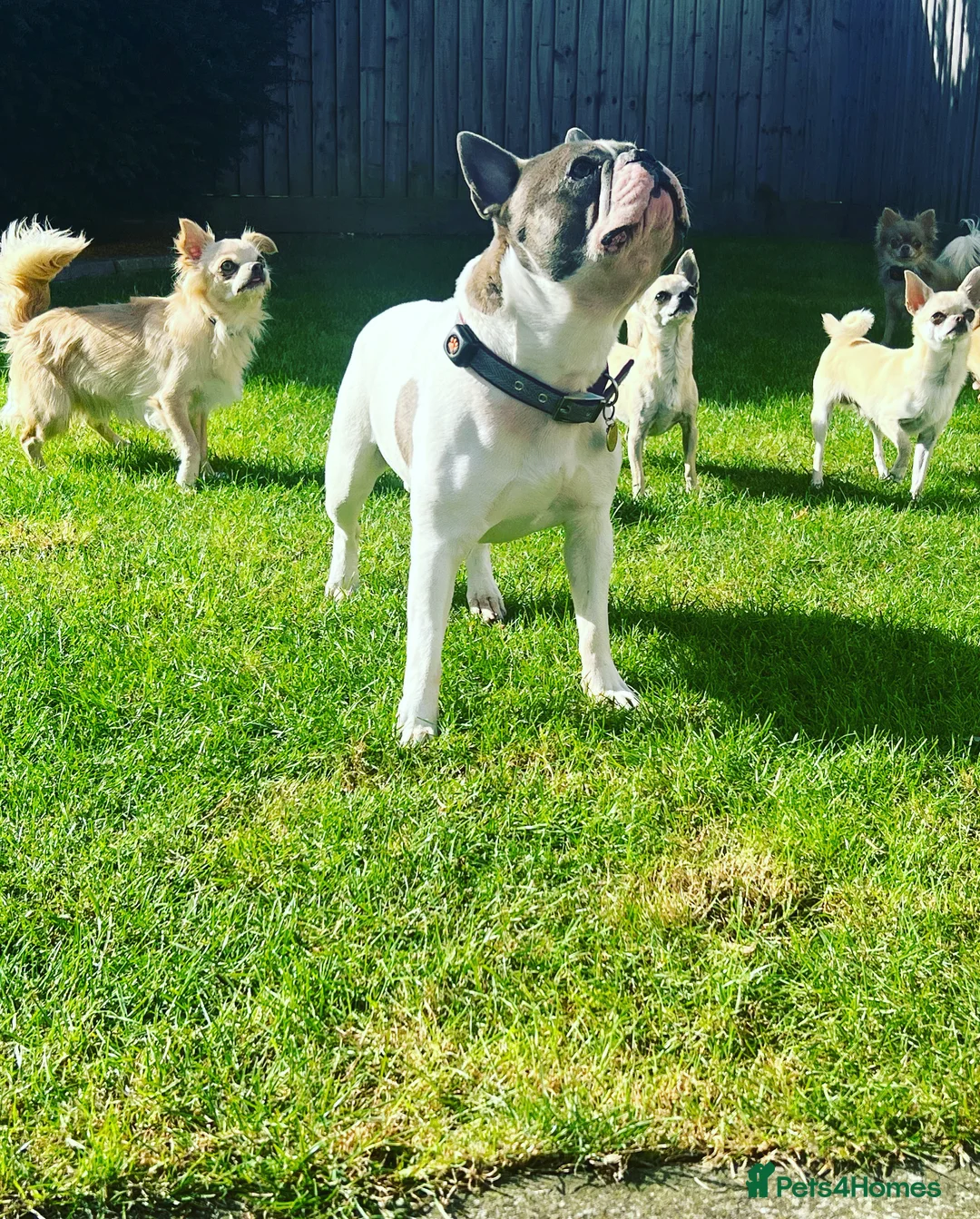 French Bulldog dogs for stud: Chunk Bright & Bubbly! in Leeds - Advert 15