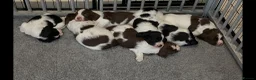 English Springer Spaniel dogs for sale: Exceptional KC Reg, ESS Pups, B/W & L/W in Oldham - Advert 15