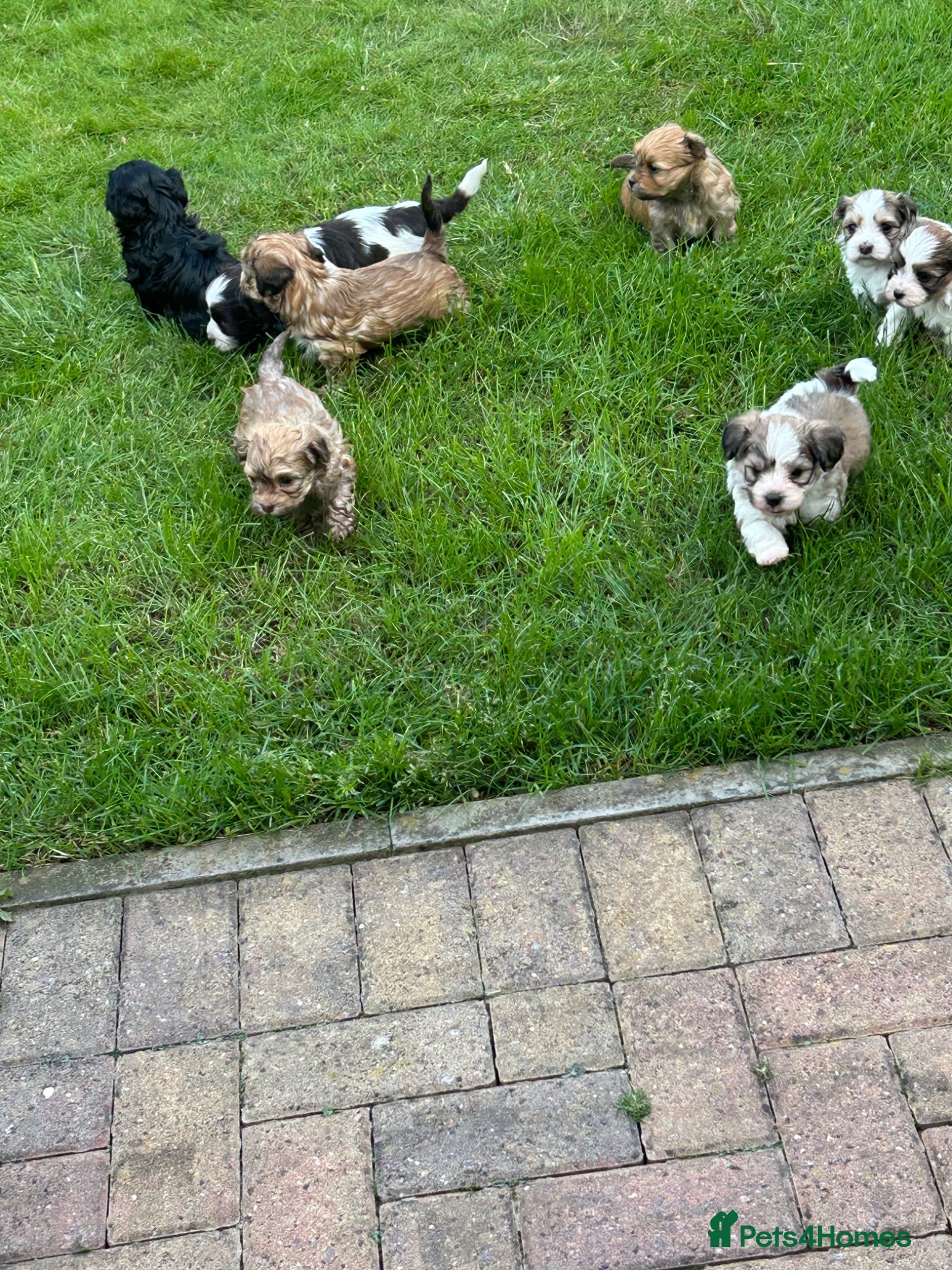 Havanese dogs 8 Exceptional colours KC reg Havanese puppies  - Advert 1