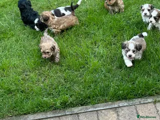 Havanese dogs 8 Exceptional colours KC reg Havanese puppies - Advert 1