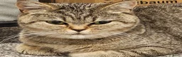 British Shorthair cats for sale: Active, gccf and tica registeted queen - Advert 12