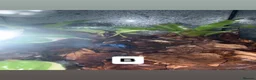 Frog reptiles for sale: Posion Dart frogs and whites tree frog  - Advert 3