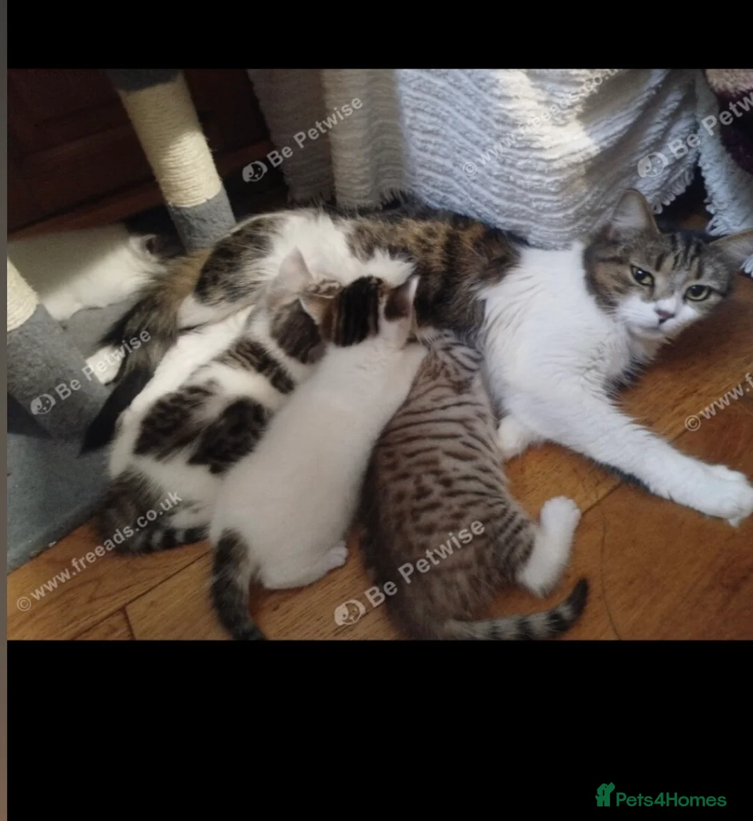 Mixed Breed cats for sale: 4 month old male bengal x kitten  in Newton Abbot - Advert 2