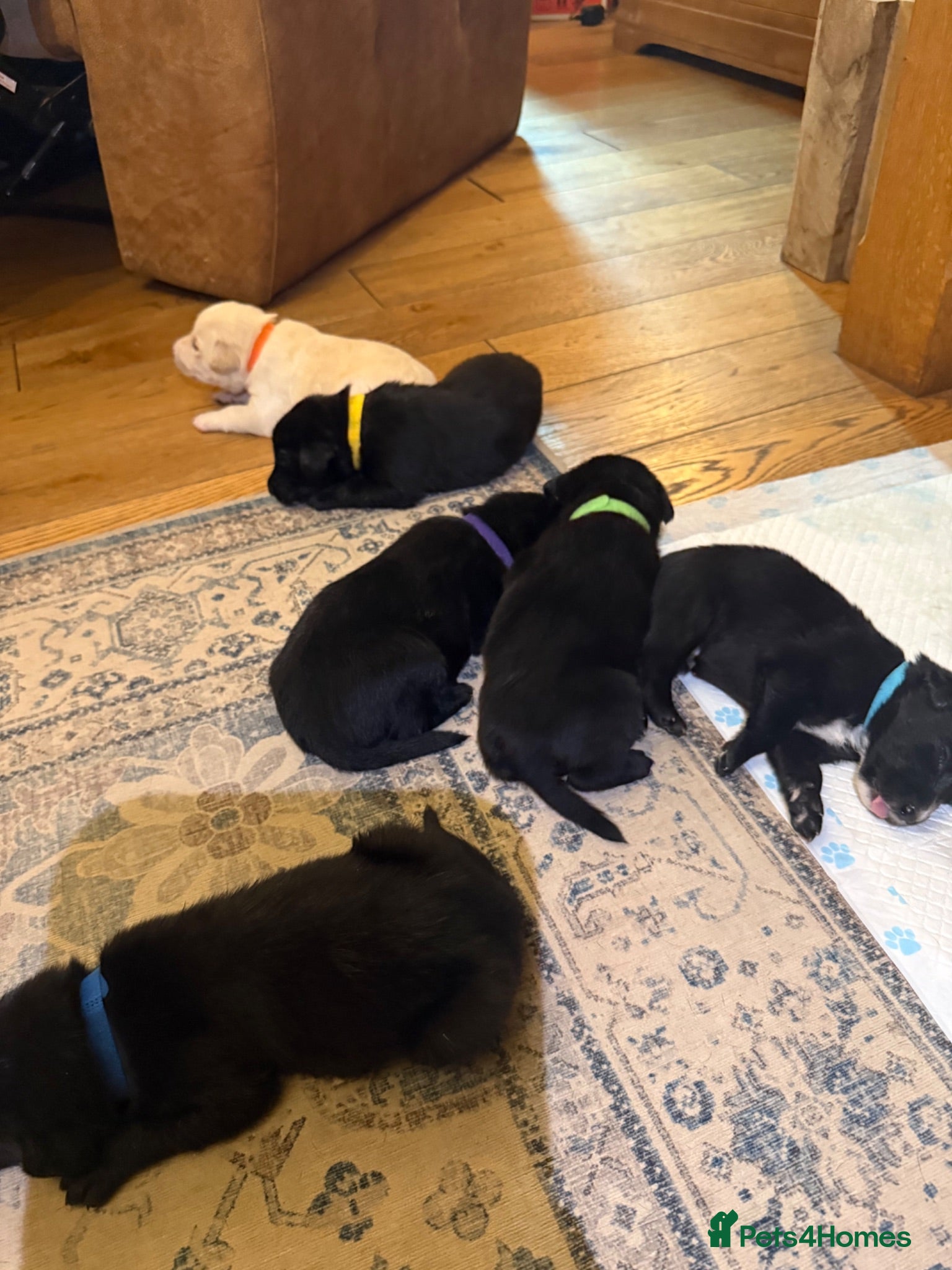 Borador dogs Stunning Lab x Collie, cream, black & chocolate! - Advert 1