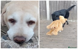 Labrador Retriever dogs for sale: Two older gentlemen seeking home together  - Image 4