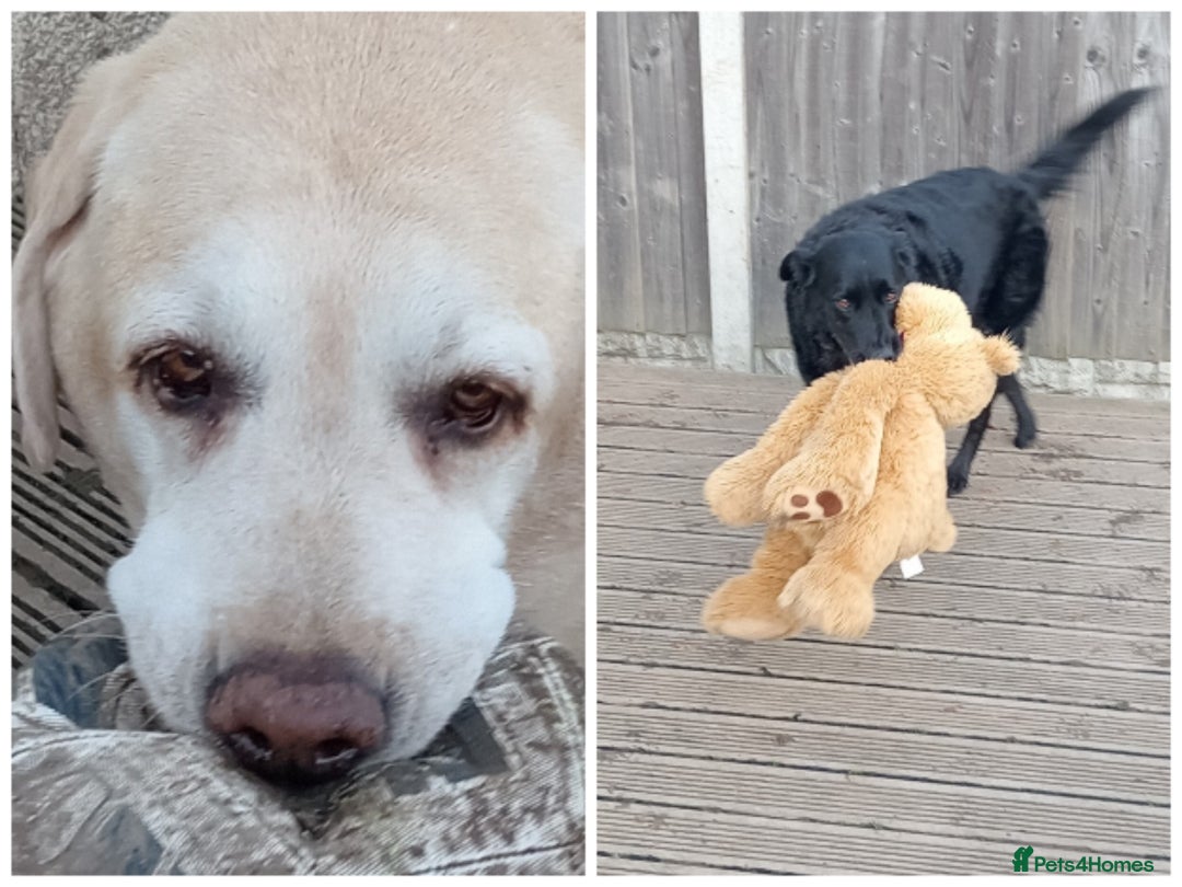 Labrador Retriever dogs for sale: Two older gentlemen seeking home together  - Image 4