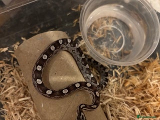 Corn Snake reptiles Baby corn snakes, snows, amel het palmetto, anery - Advert 2