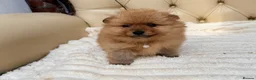 Pomeranian dogs for sale: Fluffy Pomeranian Puppies  - Advert 14
