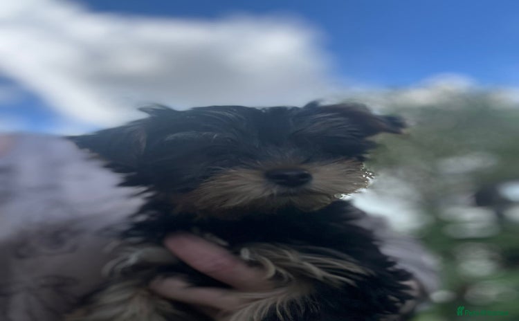 Yorkshire Terrier dogs - Advert 13
