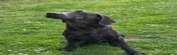 Labrador Retriever dogs for sale: 🤍 beautiful chunky silver/charcoal KC reg pups 🤍 - Advert 3