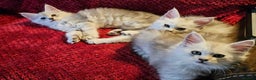 Maine Coon cats for sale: TICA PEDIGREE MAINE COON SHADED KITTENS AVAILABLE - Advert 1