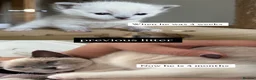 Siamese cats for sale: Beautiful Tonkdoll Kittens – 2 Boys & 2 Girls 🩵🩷 - Advert 2