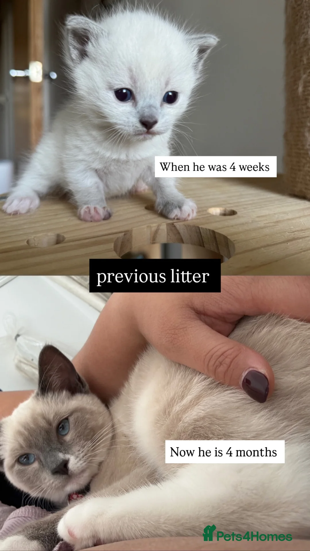 Siamese cats for sale: Beautiful Tonkdoll Kittens – 2 Boys & 2 Girls 🩵🩷 - Advert 2