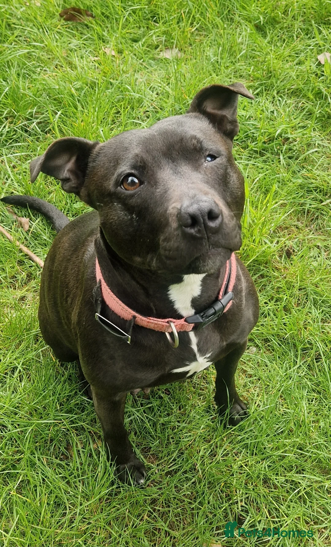 Staffordshire Bull Terrier dogs for sale: Staffordshire Bull Terrier Puppies for Sale - Advert 2