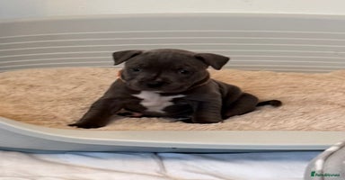 Staffordshire Bull Terrier dogs - Advert 5