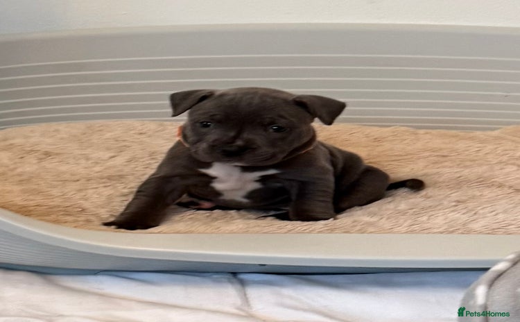 Staffordshire Bull Terrier dogs - Advert 2