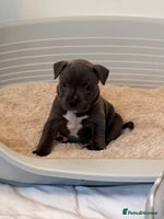 Staffordshire Bull Terrier dogs - Advert 5