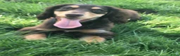 Cocker Spaniel dogs for stud: PROVEN KC REGISTERED Cocker Spaniel for Stud - Advert 5