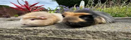 Guinea Pig rodents for sale: Beautiful bonded guinea pig boars (boys) - Advert 1
