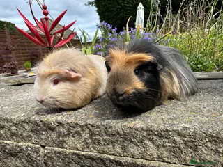 Guinea Pig rodents for sale: Beautiful bonded guinea pig boars (boys) - Advert 1