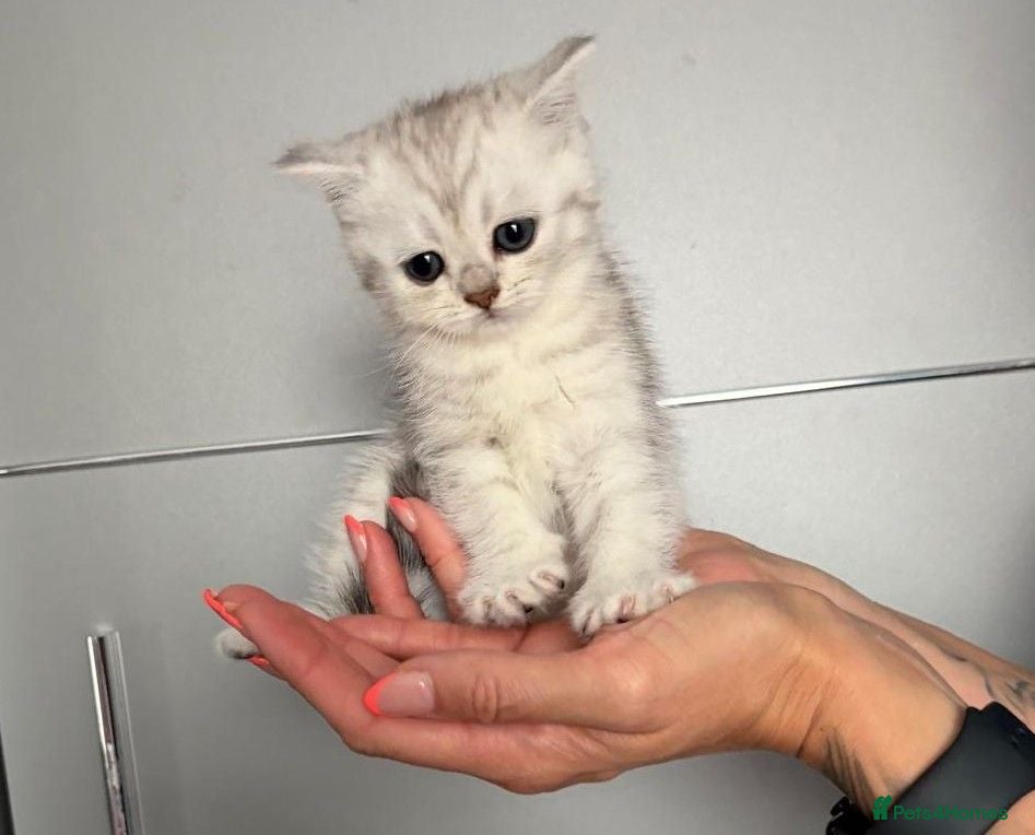 Scottish Fold cats Adorable Scottish Fold & Straight Kittens - Advert 2