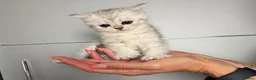 Scottish Fold cats for sale: Adorable Scottish Fold Kittens - Only 2 left - Advert 21