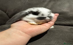 Mini Lop rabbits for sale: Gorgeous Bucks available  - Image 3