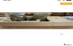 Tortoise reptiles for sale: Baby Horsefeild Tortoises  - Advert 8