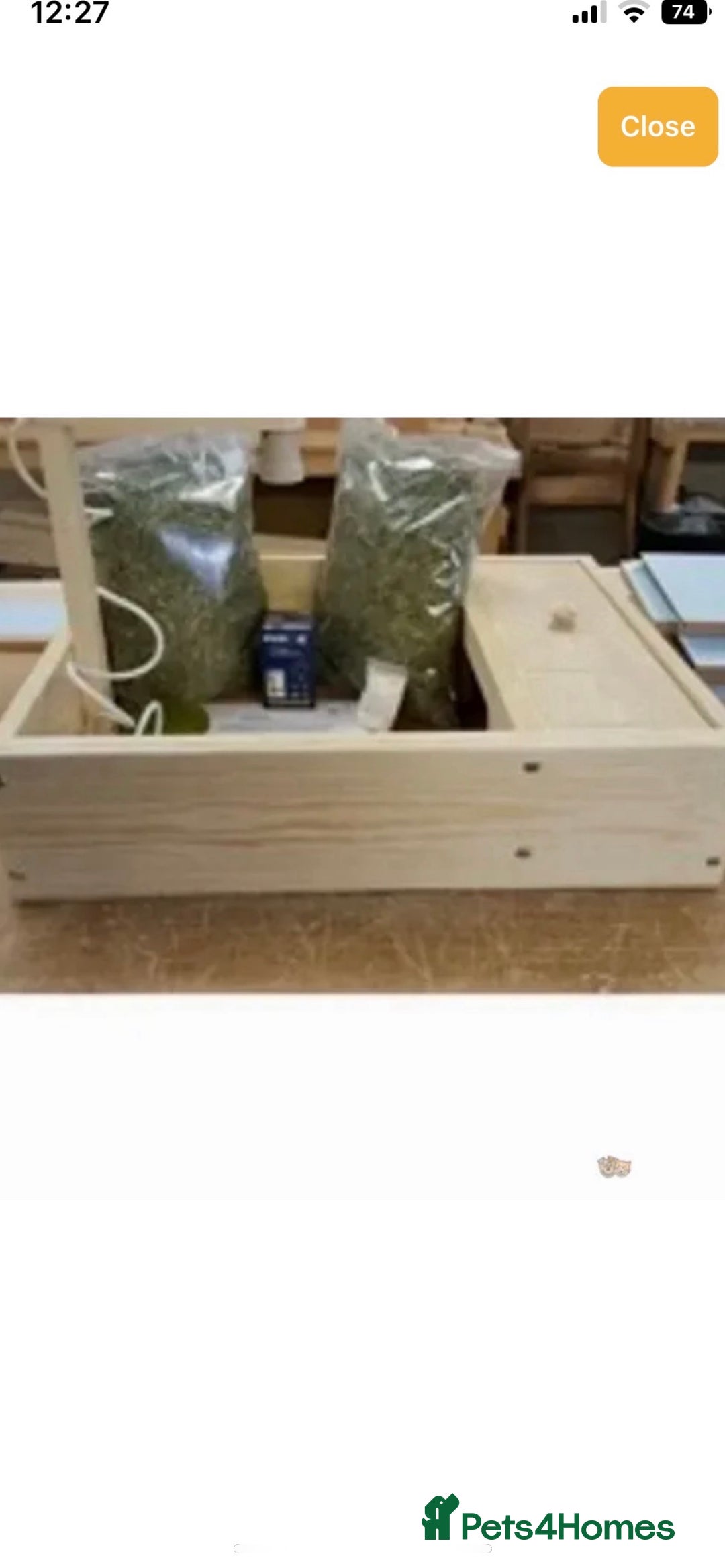 Tortoise reptiles for sale: Baby Horsefeild Tortoises  - Advert 8