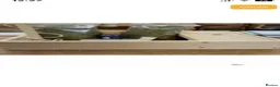 Tortoise reptiles for sale: Baby Horsefeild Tortoises. - Advert 8