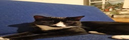 Mixed Breed cats for sale: Tuxedo Tom Boy!  - Advert 1